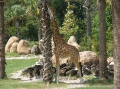Giraffe