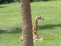 Baby Giraffe