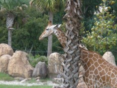 Giraffe scratching