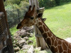 Giraffe