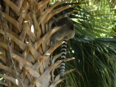 Lemur