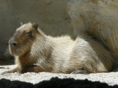 Capybara