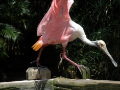 Roseate Spoonbill
