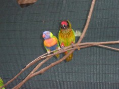 Lorikeets