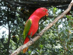 Red Lorikeet