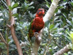 Lorikeet