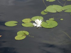 White Water Lily - Asian Garden