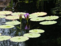 Purple Water Lily - Asian Garden